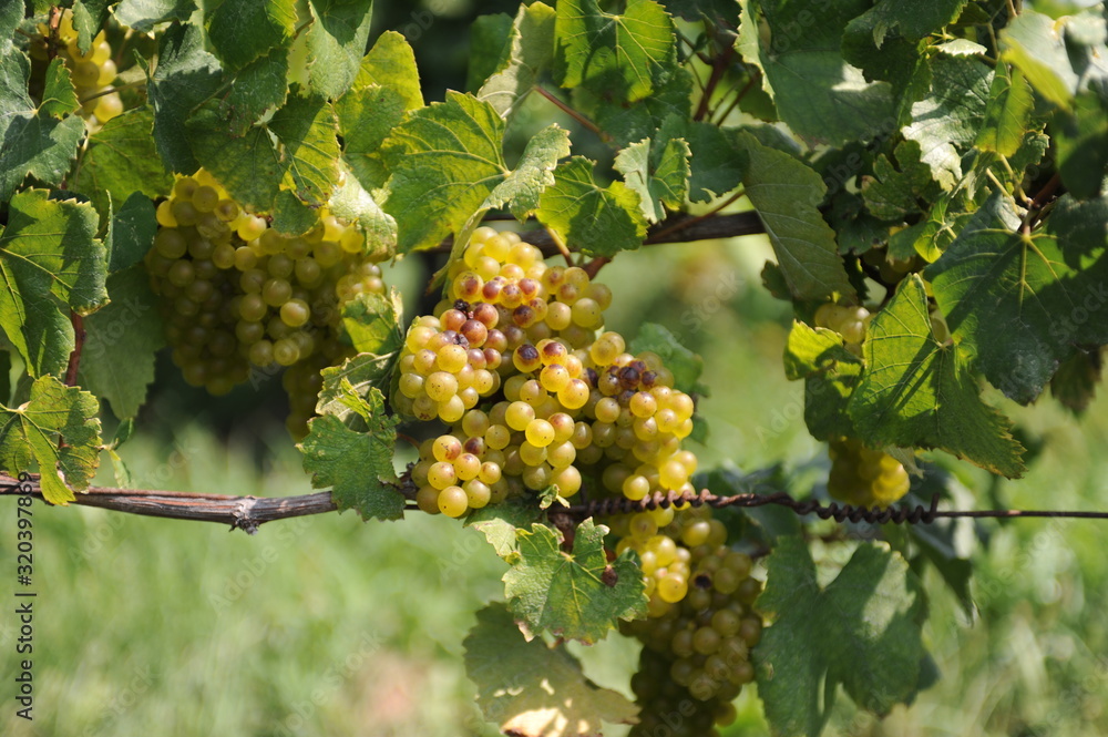 custom made wallpaper toronto digitalGreen Grapes ny