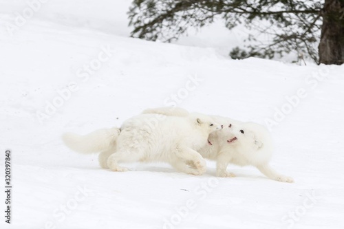 polar bear in snow