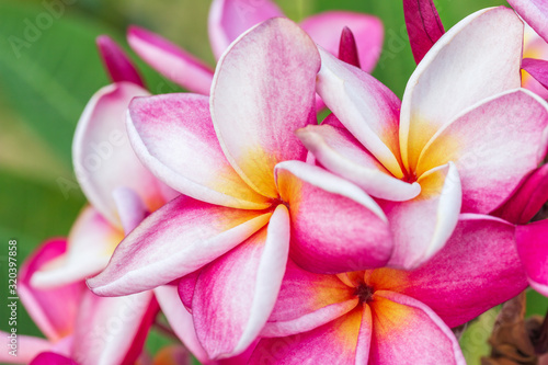 Closeup pink frangipani flowers or plumeria flowers  Beautiful blossom tropical tree