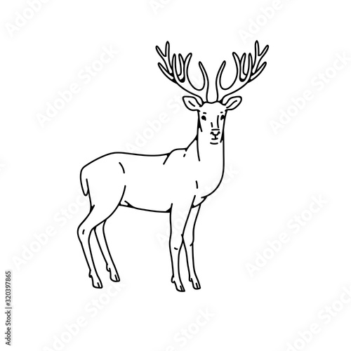 Wild deer male buck with branched horns vector outline black white sketch illustration.