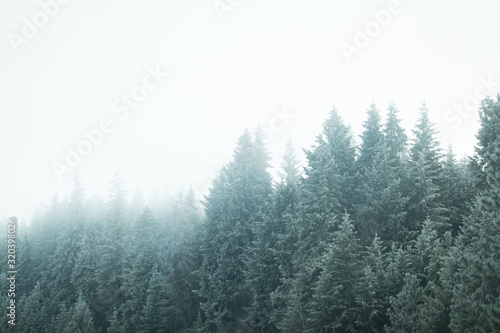 Tree tops in fog