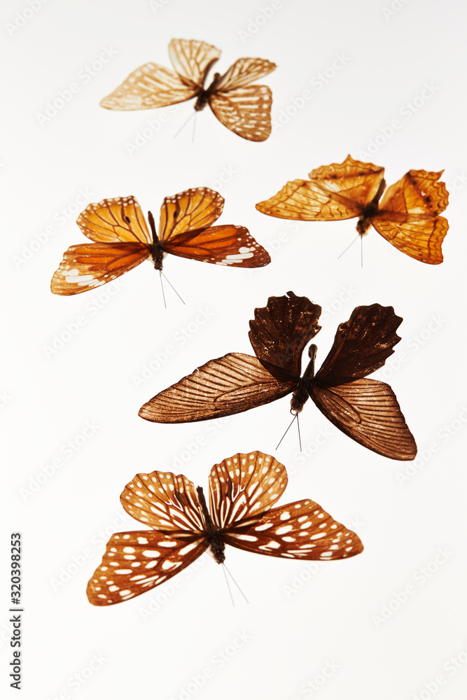 Obraz premium Butterfly specimen on white background 