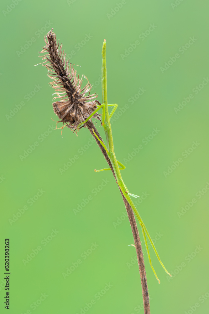 Fototapeta premium walking stick observed near Santa Susanna, Spain