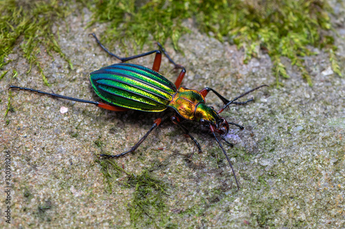 a ground beetle - Carabus auronitens
