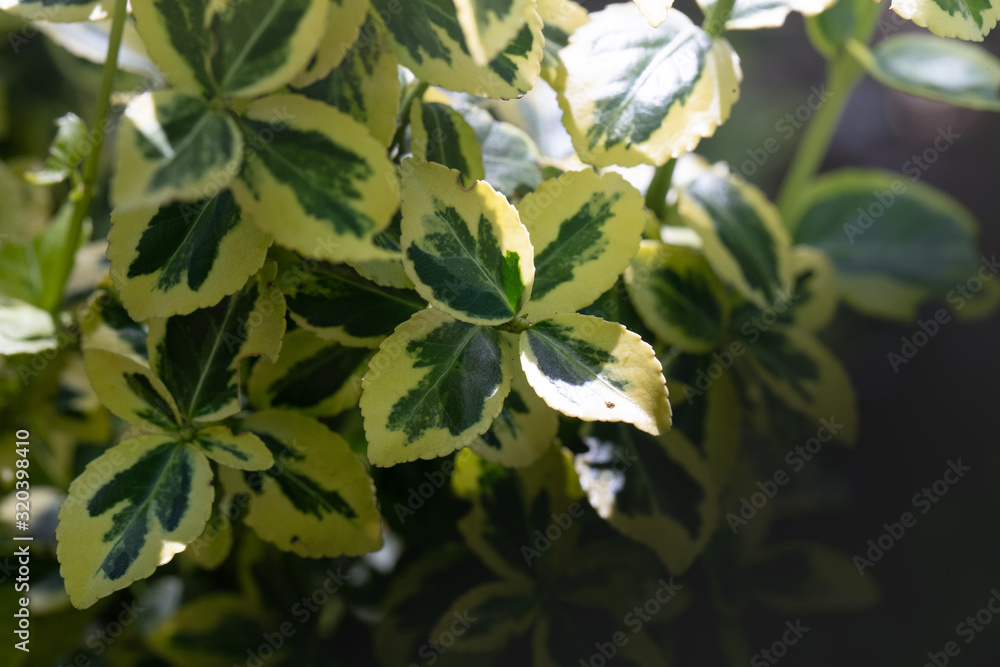 Obraz premium green yellow leafs