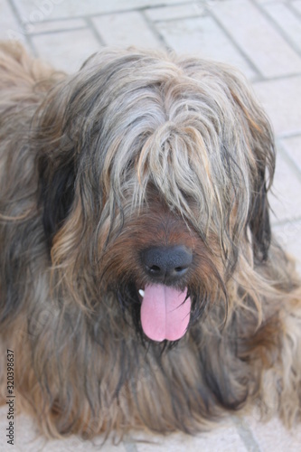 Hairy adult brown briard female dog