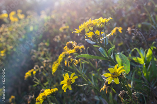 Image of some yellow flowers, looking towards the sun, during spring