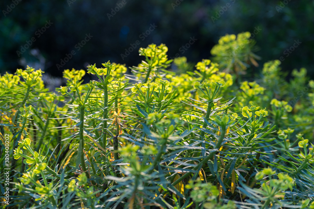 Image of yellow flowers, bathed in the sun, during spring Image of yellow flowers, bathed in the sun, during spring