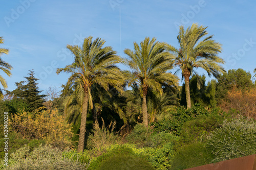 Image of palm trees moved by the wind  in a botanical garden  during spring