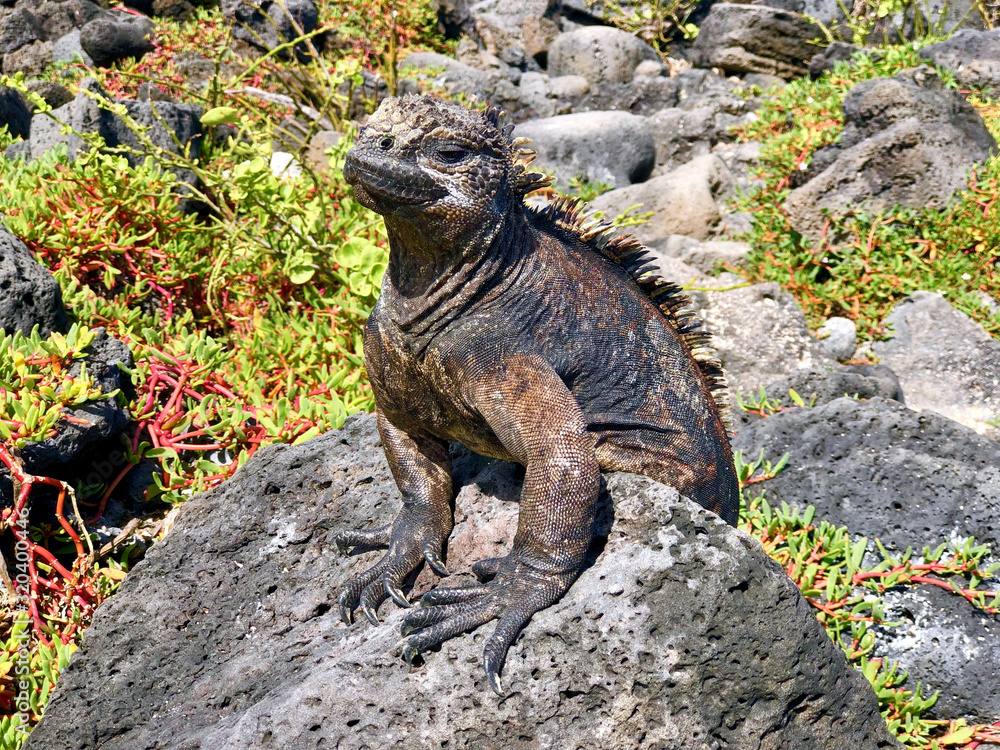 Fototapeta premium iguana of galapagos