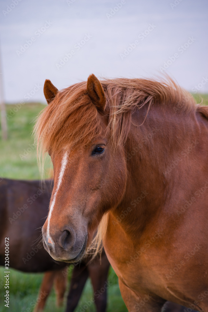 Fototapeta premium Icelandic Horses in Iceland