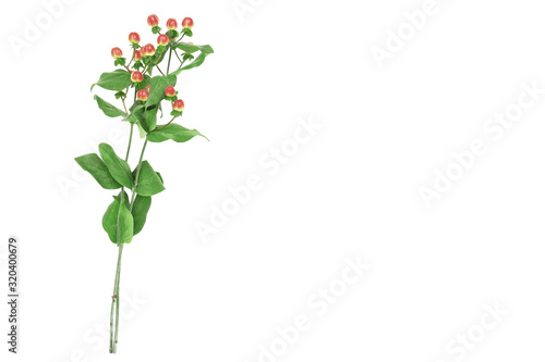 beautifully fresh branch red hypericum berries flower isolated on white background and space for text.