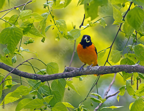 Εκτύπωση καμβά Baltimore oriole with worm in tree at Arnold Arboretum in Boston