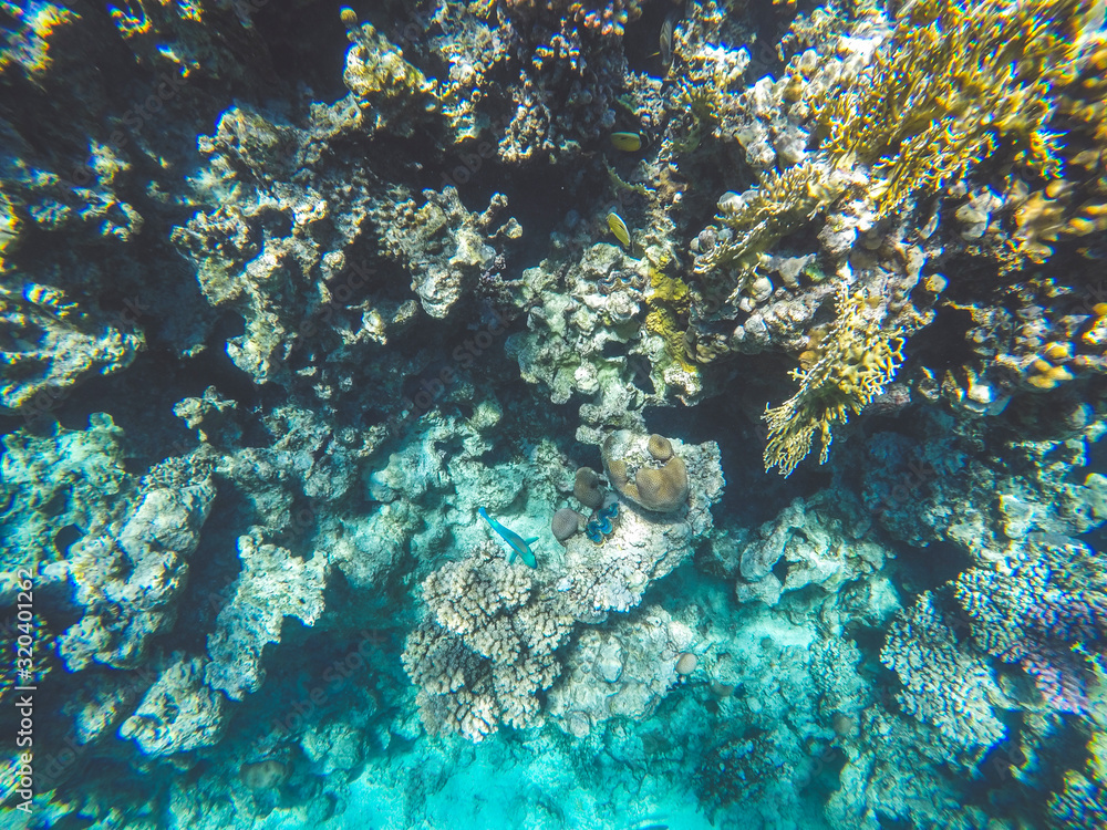 Obraz premium Coral reef in Red sea. Underwater life in Egypt. Small fishes and corals in blue sea. Memory card from vacation. Close up pictures of underwater beauty.