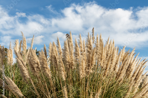 Dry yellow Cortaderia Selloana Pumila feather pampas grass with is on a blue sky with white clouds background in the park