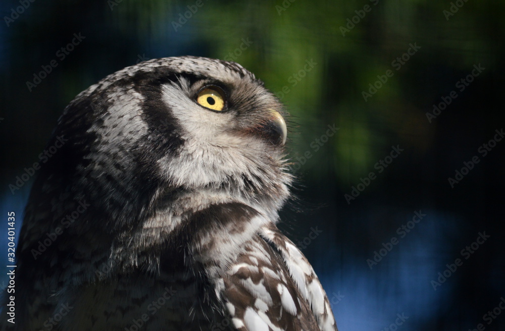 Obraz premium the wise look up