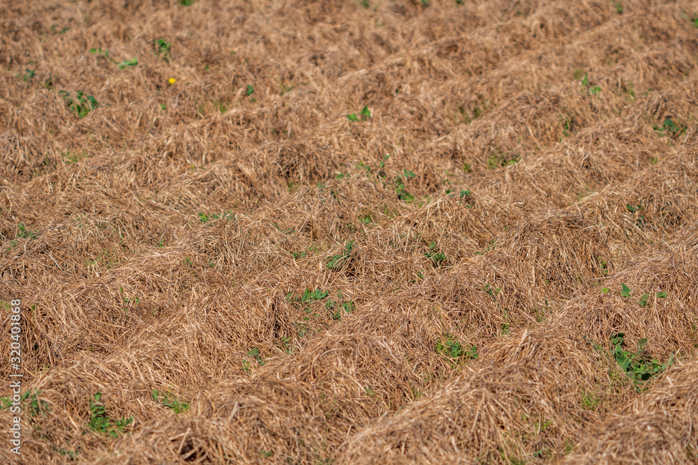 Dry tiger nut field with furrows ready for recollection Dry tiger nut field with furrows ready for recollection