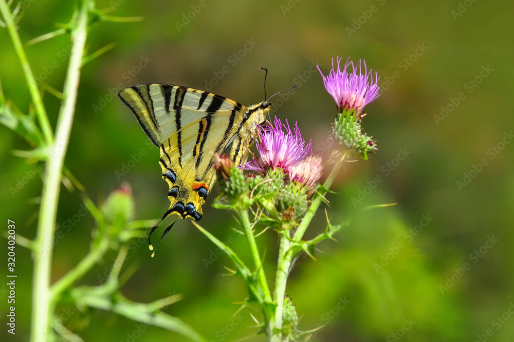 Closeup beautiful butterfly in a summer garden Closeup beautiful butterfly in a summer garden
