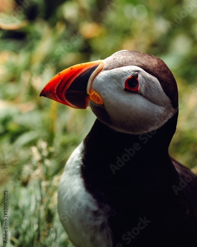 puffin on rock © Fitim