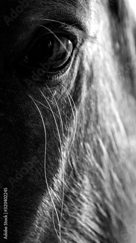 Portrait of a horse. Eye of a horse. Close up.