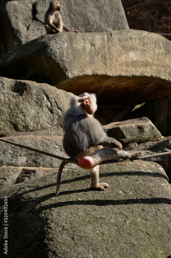 Japanese macaque, also known as the snow monkey at the Munich Zoo in Germany