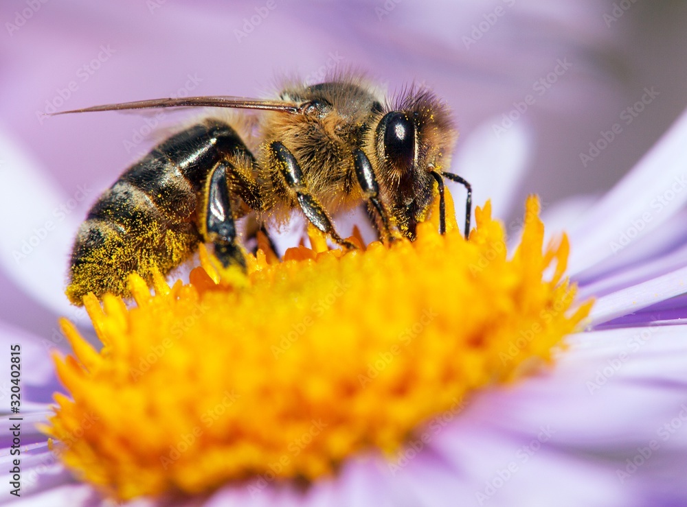 bee or honeybee sitting on flower, Apis Mellifera bee or honeybee sitting on flower, Apis Mellifera