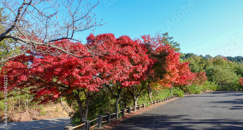 Autumn in Japan hunting for red leaves of maple tree Kioto