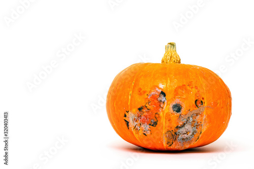 Moldy pumpkin on white background, selective focus, copy space for text. photo