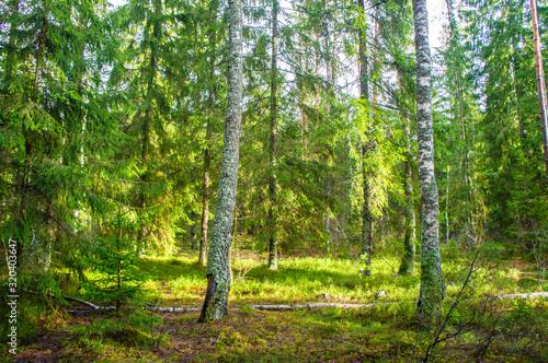 Spring green sunny bright forest. Landscape with trees