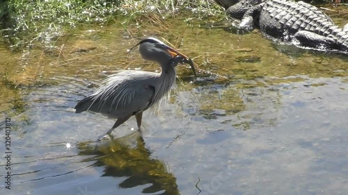 Great Blue Heron with a catch of fish - Florida Everglades