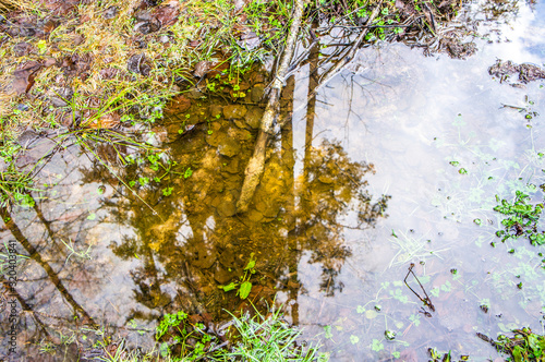 Transparent bottom lake with fallen leaves and moss