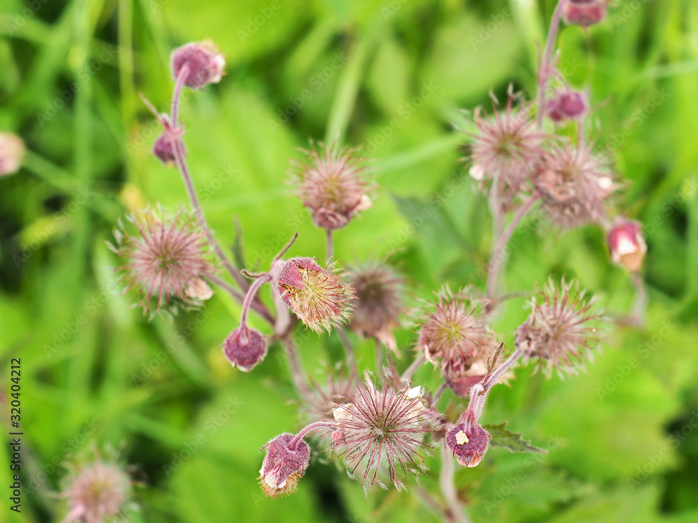 Geum rivale plant or water avens. Pink flowers on the meadow Geum rivale plant or water avens. Pink flowers on the meadow