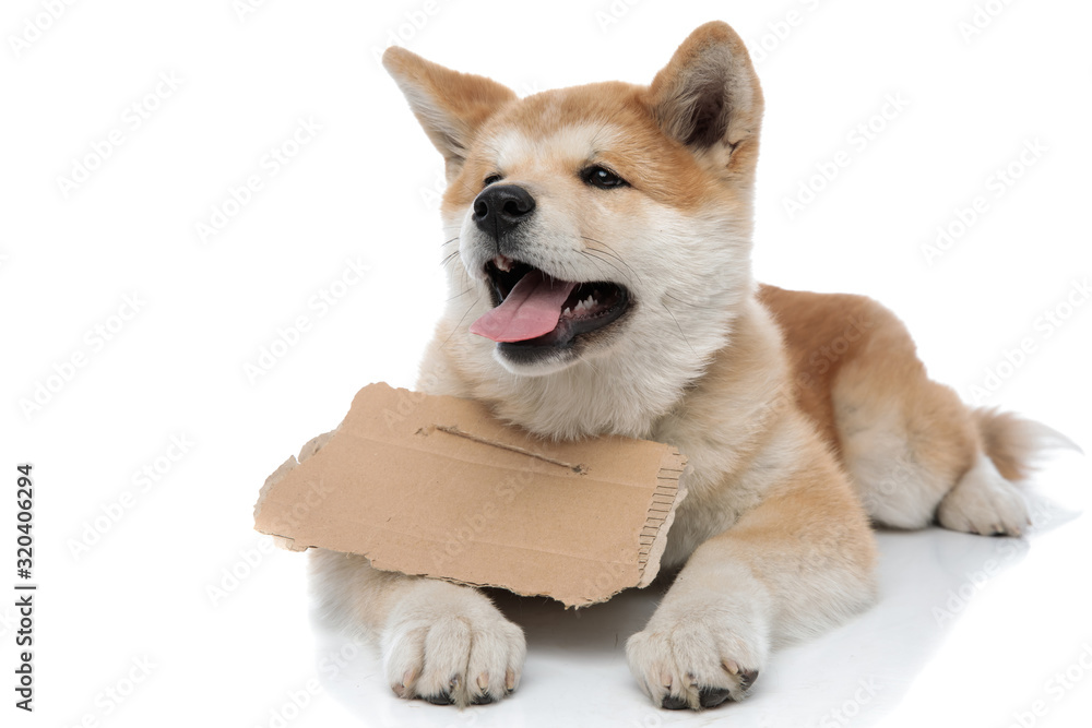 Cheerful Akita Inu looking away and panting Cheerful Akita Inu looking away and panting