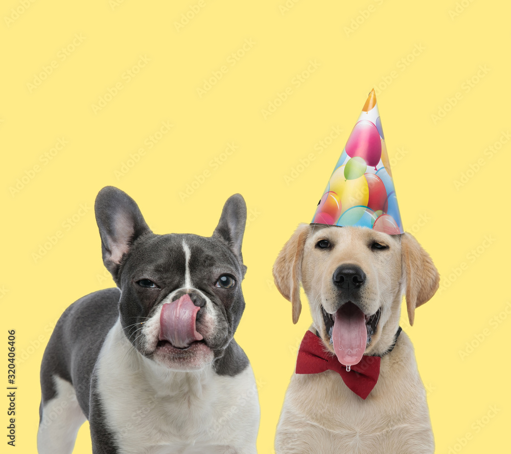 couple of dogs licking nose and wearing bowtie with hat