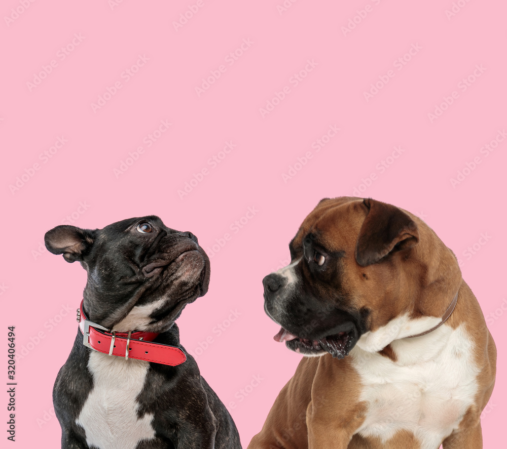 team of french bulldog and boxer team of french bulldog and boxer