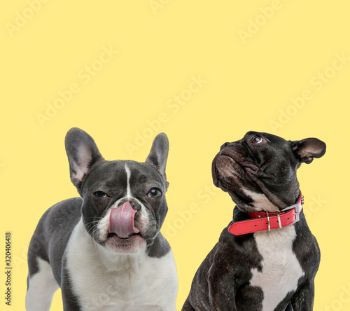 couple of french bulldog dogs licking mouth and looking up
