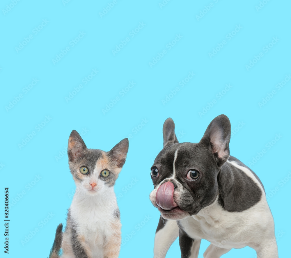 French bulldog licking its nose and curious Metis cat