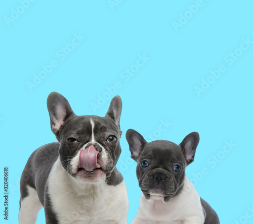 Fototapeta Naklejka Na Ścianę i Meble -  Suspicious French bulldog licking its nose beside a cub