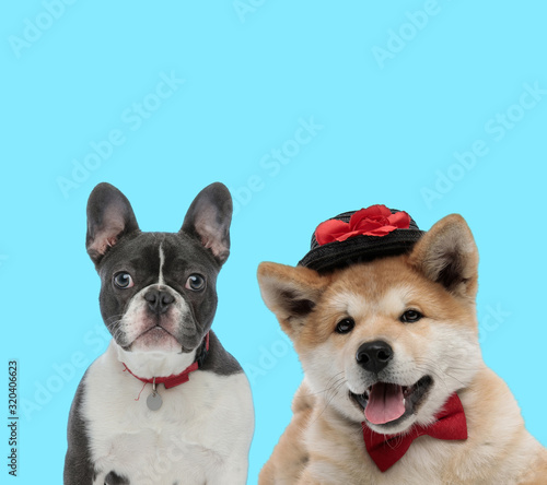 Dutiful French Bulldog and Akita Inu wearing hat