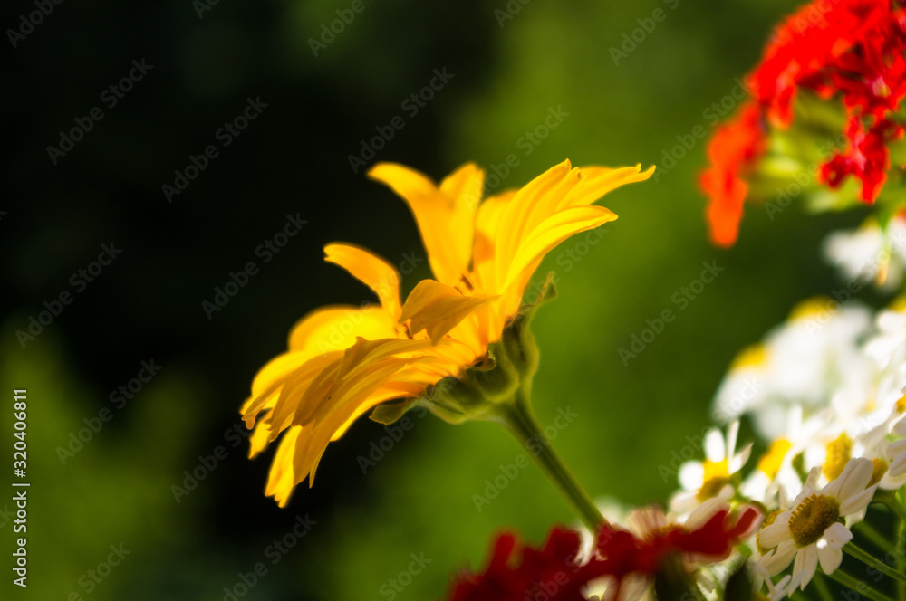 Fototapeta premium a bouquet of bright spring flowers of various types