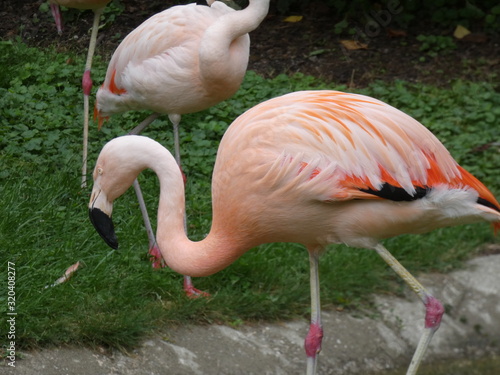 pink flamingo in zoo