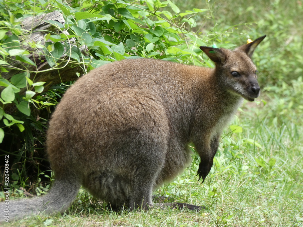 kangaroo in the grass kangaroo in the grass