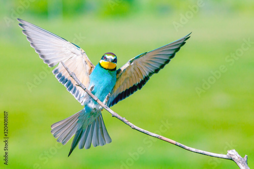 Colorful birds (Merops apiaster), on a branch on a green background
