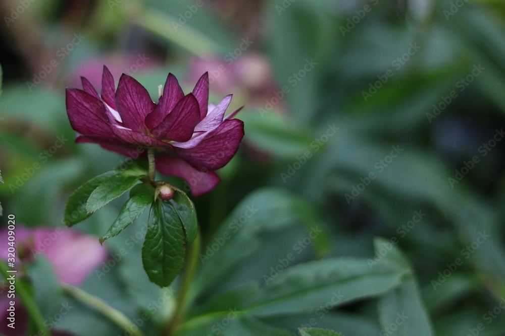 Beautiful pink double helleborus or lenten rose against soft green background