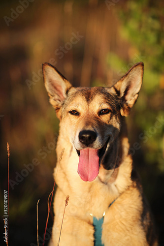 Happy dog sitting in grass in summer field