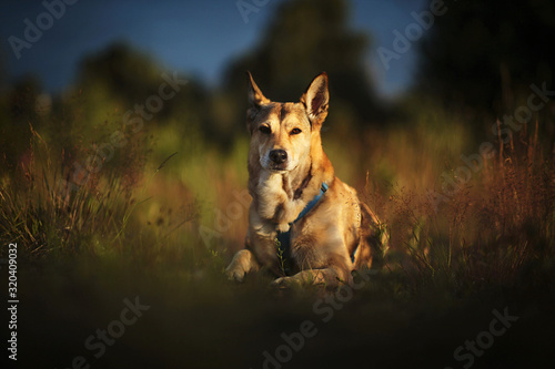 Dog looking away in field in sunset