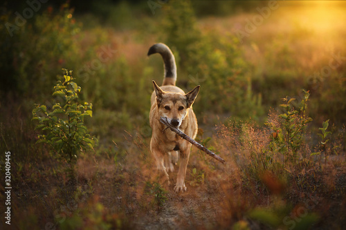 Obedient dog walking in field in sunset