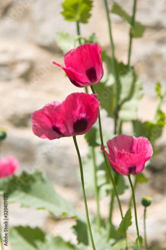 Pink poppies in sunlight © MartinW