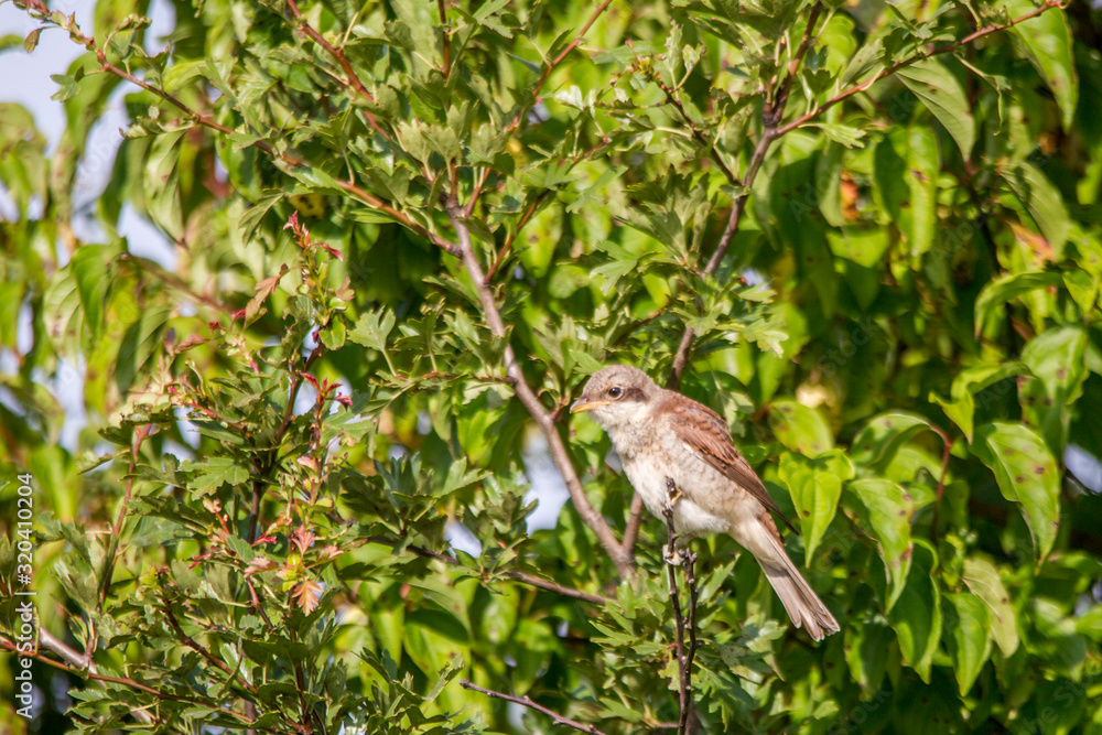 Young shrike sitting on a branch Young shrike sitting on a branch