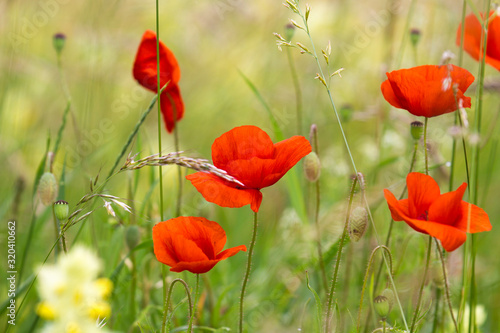 red poppy flowers in a field in front of a soft background in soft colors